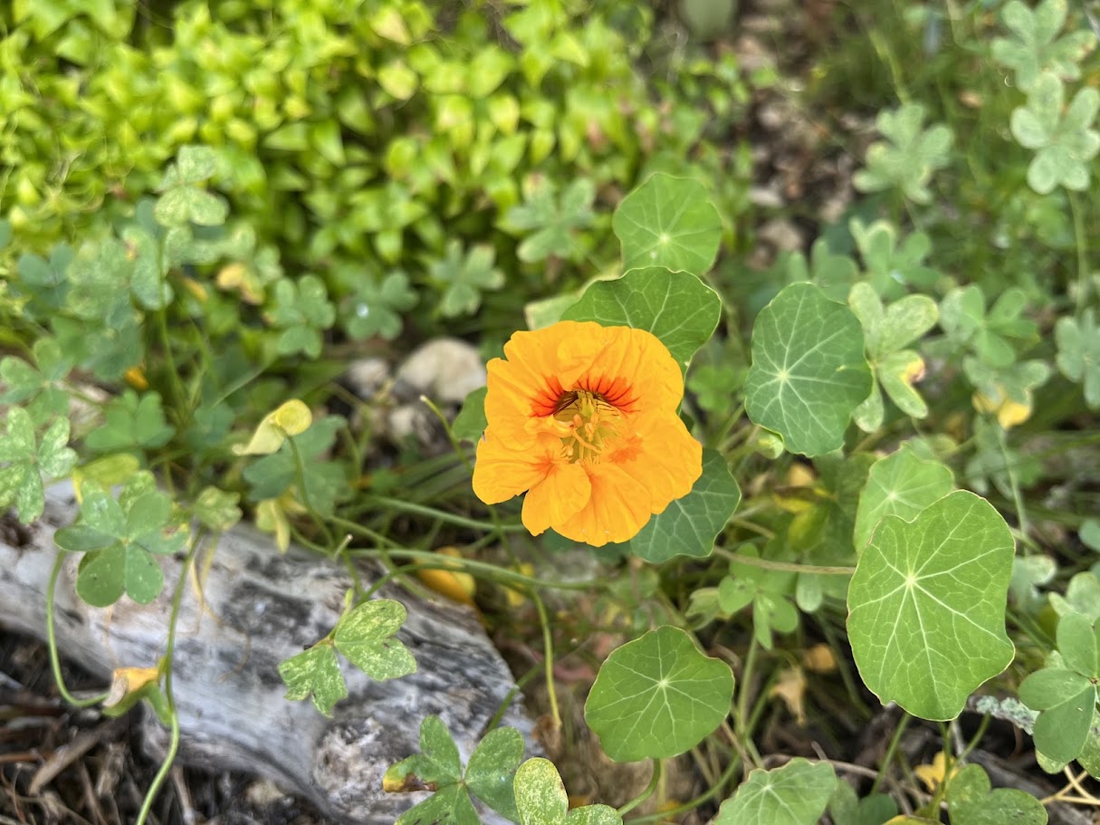 Kapuzinerkresse (Tropaeolum majus) - Samen, Saatgut 1 g – Schildkröten.de